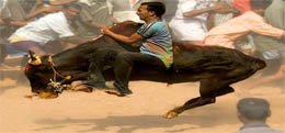 South India Tourism Packages, Kerala tourism, South india travel agent, Karnataka travel package, Tamilnadu travel package, Tamilnadu travel