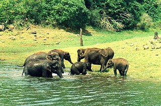 Kerala tour operator,kerala travel,tour packages in Kerala,south India tour taxi service Chennai,Kerala tour,travel agence in kerala.