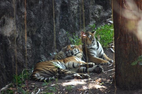 Kerala tourism,Kerala tours,Kerala travel,tour operators in Kerala,Kerala tour operator,Kerala travel agent..